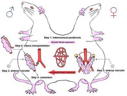 全球首次、打破认知：中国科学家成功让公鼠怀孕生崽